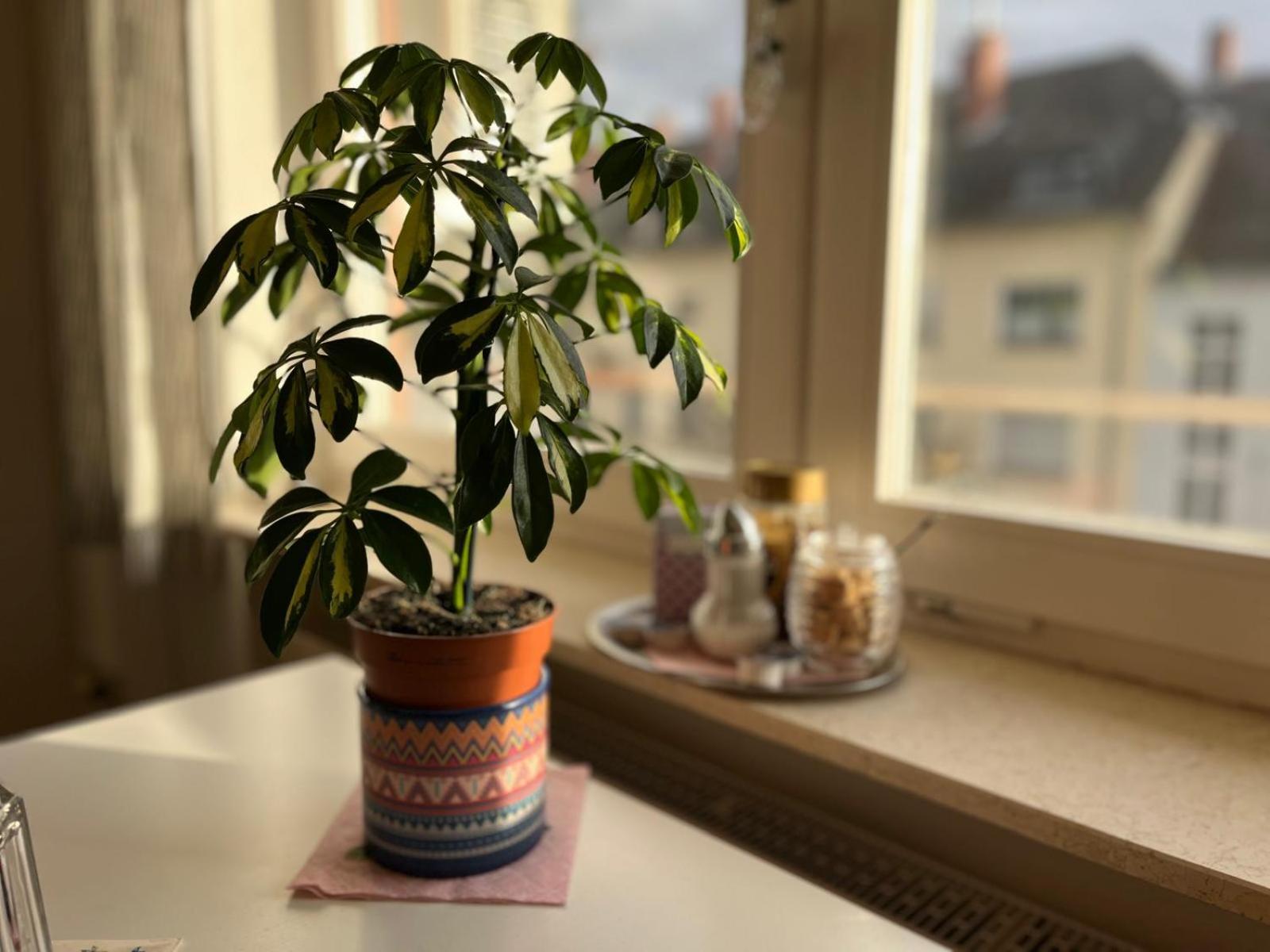 Am Neckar Appartement Heidelberg
